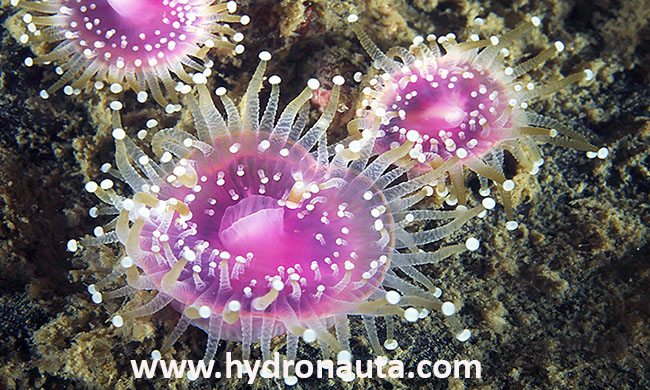 Corynactis viridis
